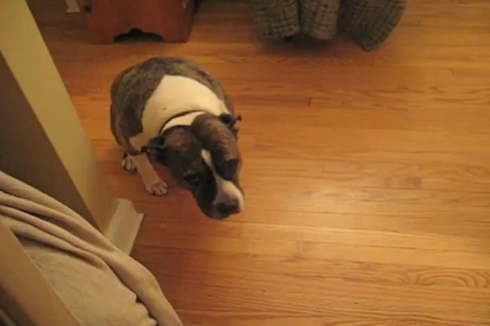 Reacţia adorabilă a unui câine atunci când stăpânul îl ceartă că a distrus bradul de Crăciun (VIDEO)