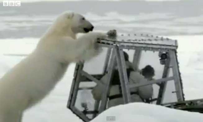 Jurnalist BBC, atacat de un urs polar în timpul filmărilor (VIDEO)