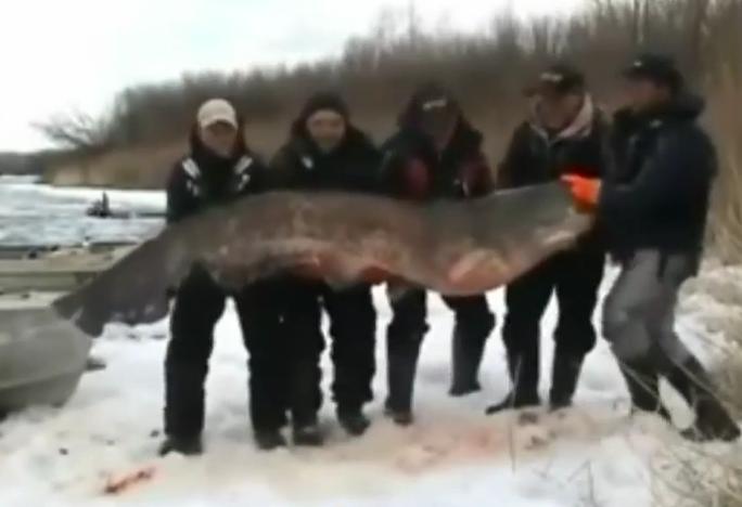Captură IMPRESIONANTĂ pe Volga: Somn URIAŞ, de 195 de kilograme, prins de cinci pescari ruşi (VIDEO)