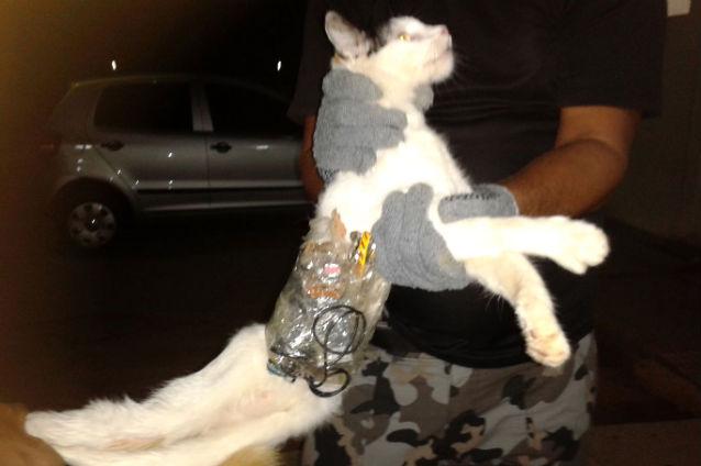 O pisică - folosită ca animal de povară într-o închisoare braziliană