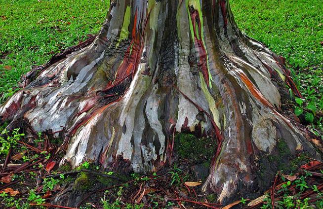  Eucaliptul Curcubeu, surprins în imagini impresionante în Hawaii 18440802