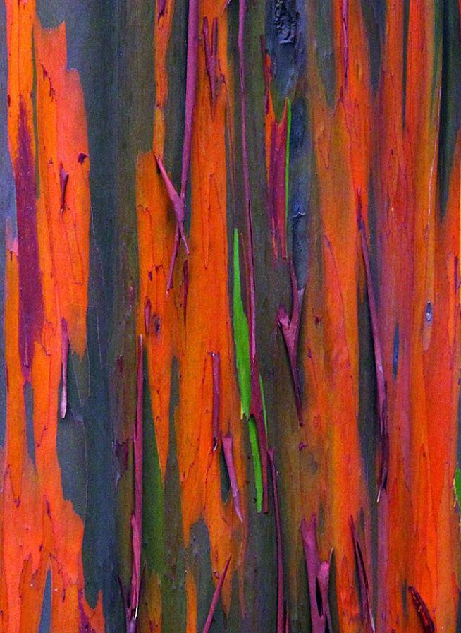  Eucaliptul Curcubeu, surprins în imagini impresionante în Hawaii 18440803