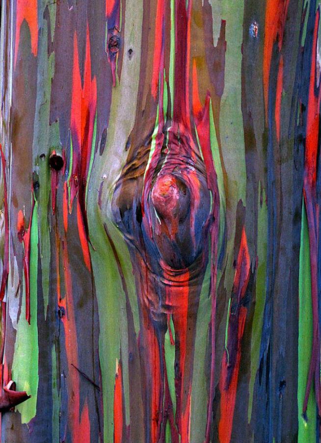  Eucaliptul Curcubeu, surprins în imagini impresionante în Hawaii 18440804