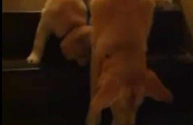 VIDEO: Un câine învaţă un alt câine cum să coboare scările