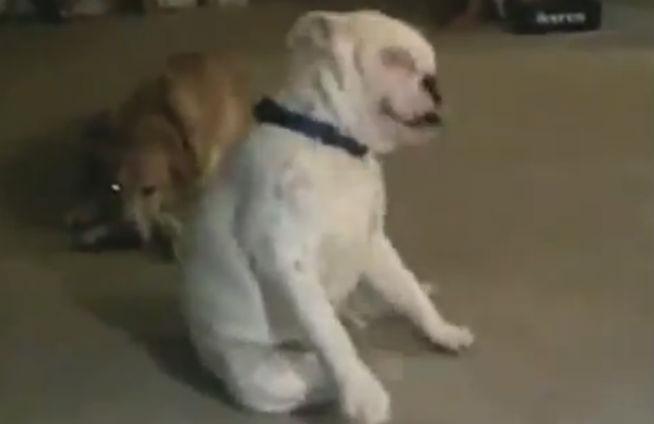 VIDEO: Numeroase persoane s-au uitat cum un câine surd dansează blues