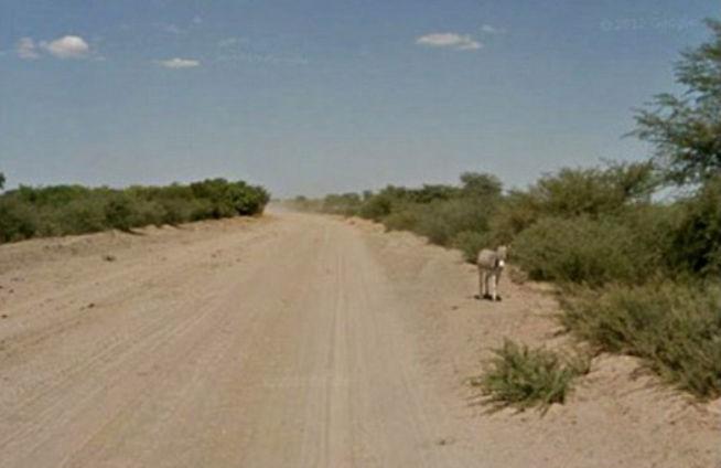O maşină Google Street View a omorât un măgar în Botswana? Ce spune Google despre incident