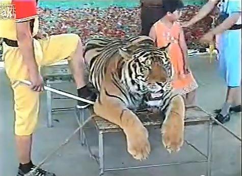 Ți se rupe sufletul. Tigrul care a uitat să fie tigru (VIDEO)