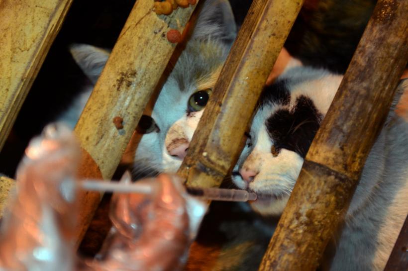 Sute de pisicuţe destinate restaurantelor au fost salvate de mai mulţi voluntari