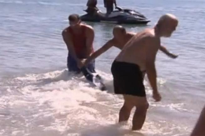 (VIDEO) Un britanic apucă de coadă un rechin lung de aproape doi metri care voia să atace copii aflaţi în apă