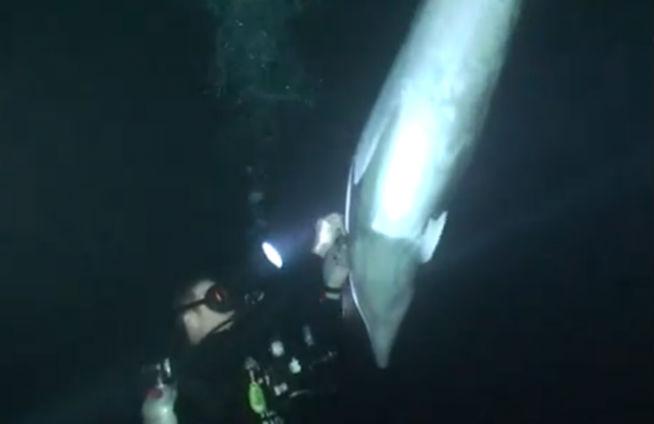 Cum a salvat un scafandru un delfin: Mi-a fost frică să nu-l rănesc, dar am reuşit (VIDEO)