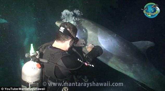 (VIDEO) Un delfin aflat în dificultate &quot;cere&quot; ajutorul unui scafandru