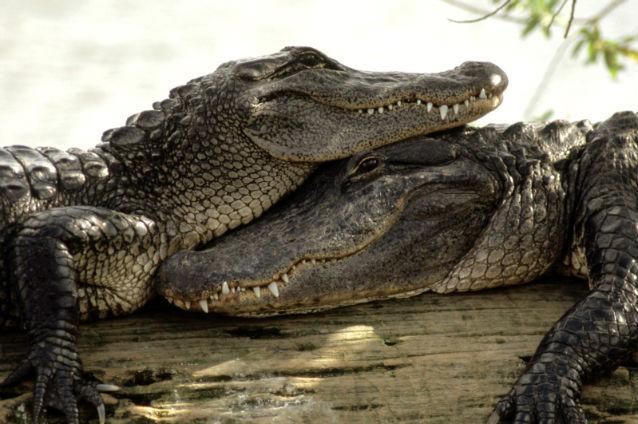 15.000 de crocodili au evadat de la o fermă din Africa de Sud