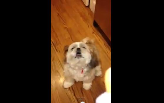 Acest câine strănută LA COMANDĂ! (VIDEO)