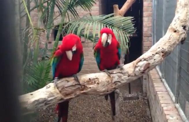 VIDEO: Doi papagali dansează hip-hop &quot;mai bine decât oamenii&quot;