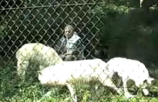 VIDEO, FOTO: &quot;Omul-lup&quot; există. Povestea bărbatului care, de 40 de ani, trăieşte împreună cu 29 de lupi