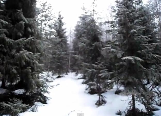 Zgomote ÎNFRICOŞĂTOARE într-o pădure din Suedia. Ce au înregistrat doi turişti cu telefonul mobil (VIDEO)