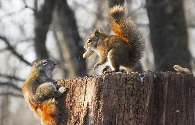 VIDEO. Luptă aprigă între două veveriţe care se ceartă pe o alună