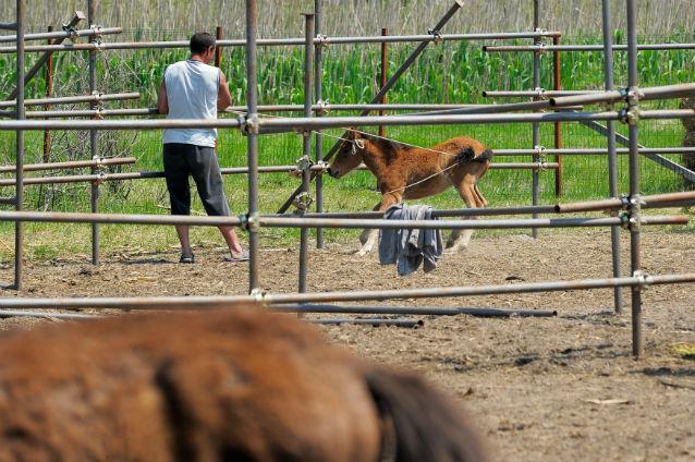 Carne de cal din România, descoperită în lasagna comercializată în Marea Britanie