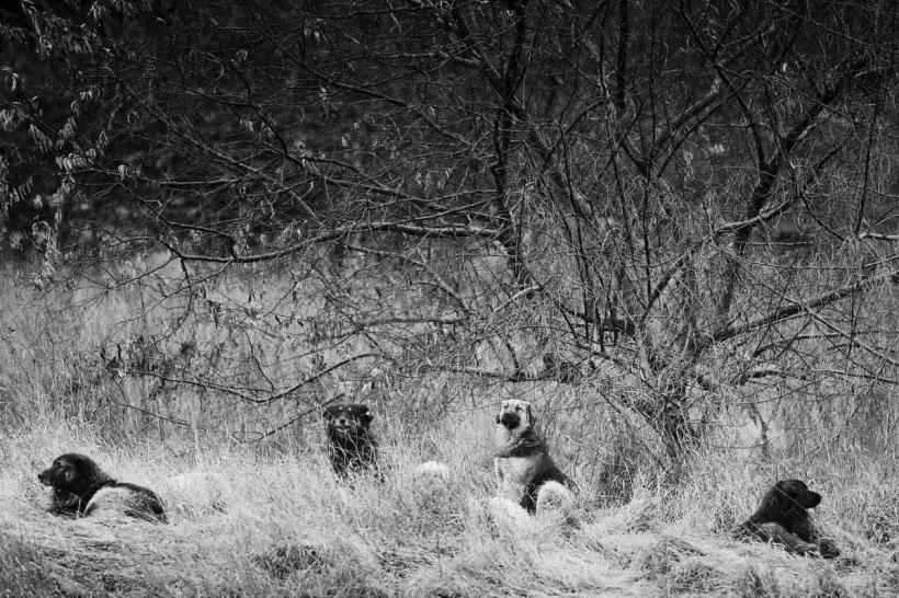 FOTOGRAFIE DE JURNAL. Litoralul Mării Negre pe timp de iarnă 18443989