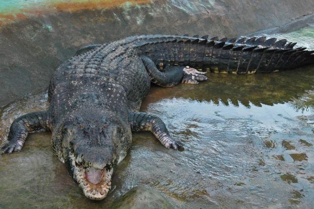 Cel mai lung crocodil din lume a murit de...DIAREE