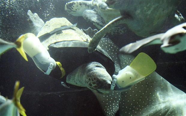 O broască țestoasă a reînvățat să înoate cu ajutorul unor brațe artificiale