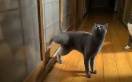 (VIDEO) E cineva acasă? Uite pisicuţa care bate la uşă