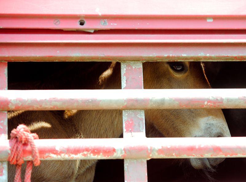 Firmă olandeză, suspectul-cheie în scandalul cărnii de cal