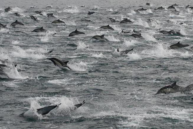 (VIDEO) Spectacol uimitor oferit de mii de delfini în largul costei de lângă San Diego