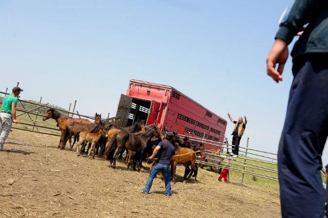 Un ministru german pledează pentru distribuirea cărnii de cal către persoanele sărace
