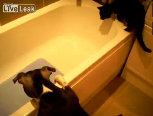 Râzi pe săturate. Ce-i face un câine şmecher unei pisici curajoase (VIDEO)