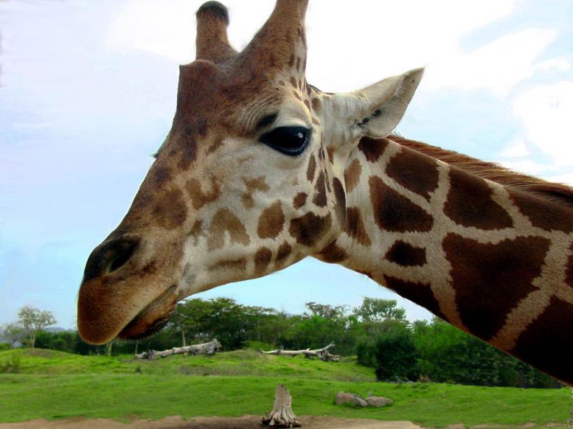 Mănânci şi plângi: A început scandalul cărnii de girafă