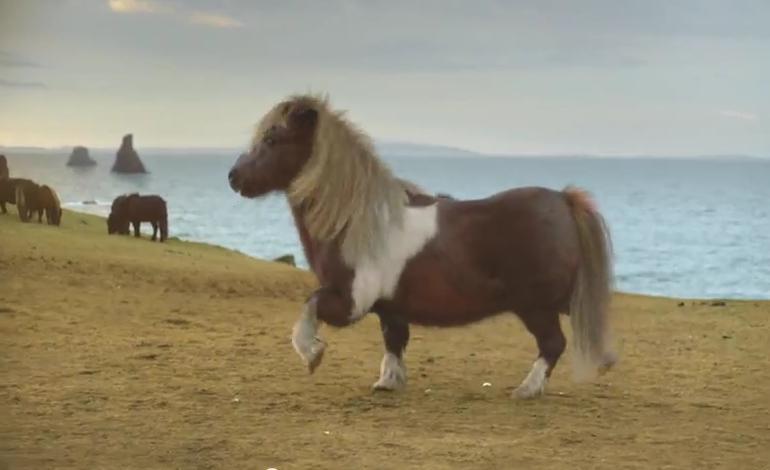 VIRAL pe Internet. Un ponei zâmbeşte şi face &quot;moonwalking&quot;. Clipul a strâns aproape 3 milioane de vizualizări (VIDEO)