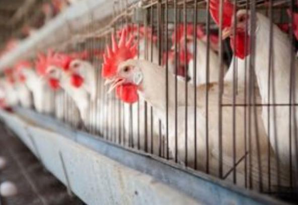 ALERTĂ ALIMENTARĂ: 53 de tone de carne de pui contaminată cu Salmonella, descoperite de inspectorii veterinari 