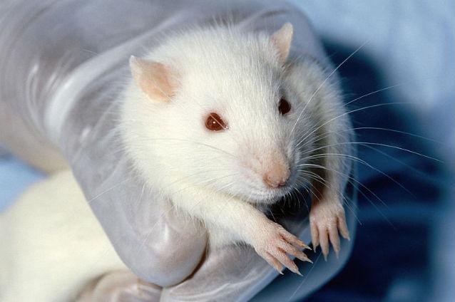 Produsele cosmetice testate pe animale nu mai pot fi comercializate în UE
