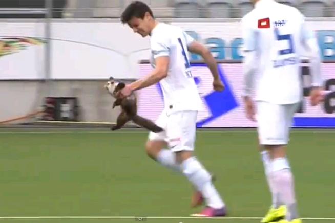 (VIDEO) Meciul de fotbal dintre FC Thun şi Zurich întrerupt de mai multe ori de un jder năzdrăvan