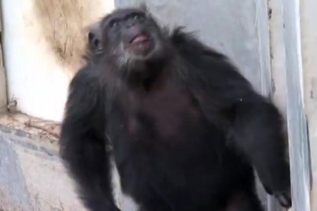 Cimpanzei ţinuţi în laborator văd pentru prima dată cerul (VIDEO)