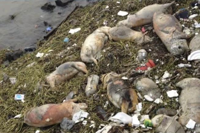 Mii de porci morţi au fost recuperaţi din apele fluviului Huangpu, China
