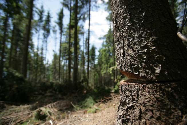 România riscă să rămână fără păduri