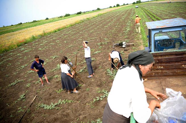 Britanicii vor să investească în România, mai precis în domeniul agricol