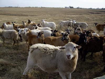 Crescătorii de ovine din zonele defavorizate vor primi un ajutor financiar suplimentar de 4,5 euro pentru fiecare animal