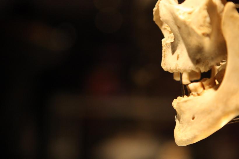 GALERIE FOTO. Expoziţia "The Human Body" 18448622