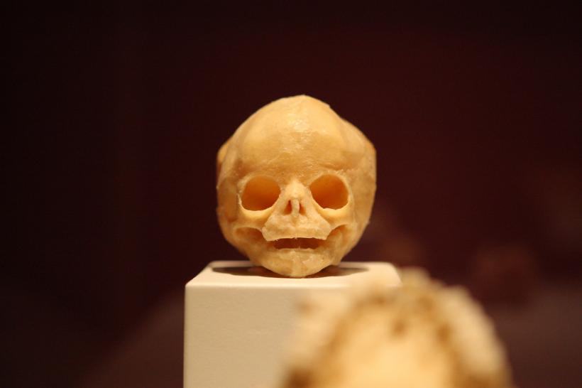 GALERIE FOTO. Expoziţia "The Human Body" 18448623