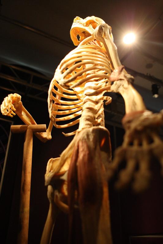 GALERIE FOTO. Expoziţia "The Human Body" 18448625