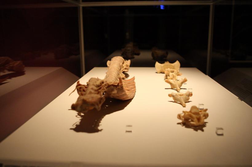 GALERIE FOTO. Expoziţia "The Human Body" 18448626