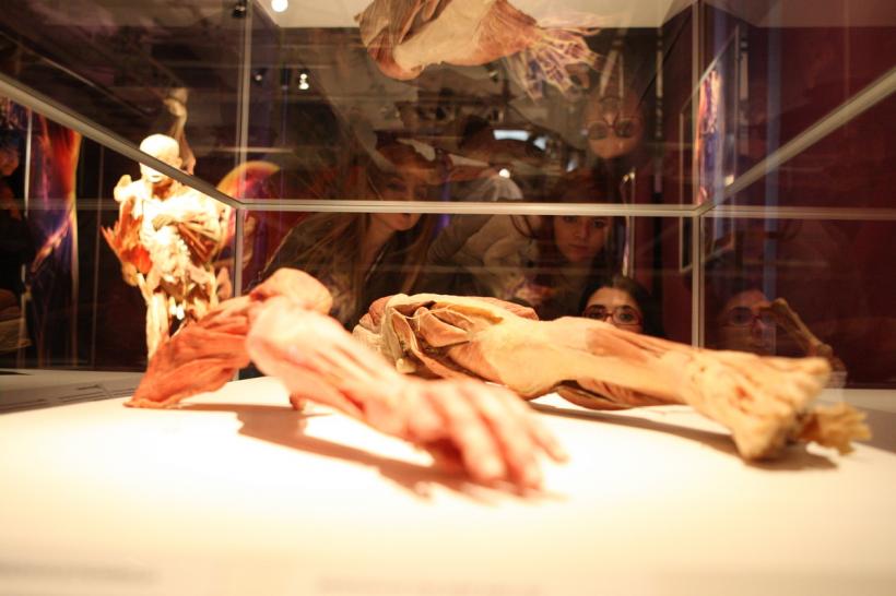 GALERIE FOTO. Expoziţia "The Human Body" 18448628