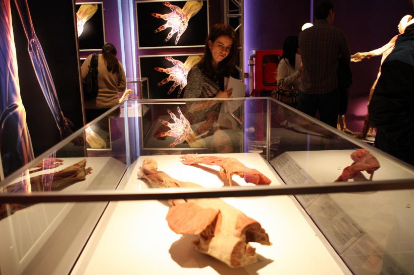 GALERIE FOTO. Expoziţia "The Human Body" 18448633