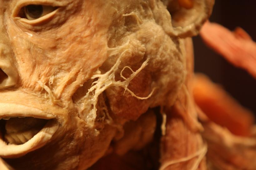 GALERIE FOTO. Expoziţia "The Human Body" 18448634