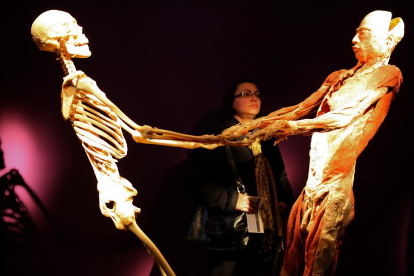 Expoziţia “The Human Body”, record de vizitatori la Antipa  