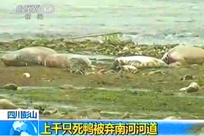 (VIDEO) După porci morţi acum a venit rândul raţelor să putrezească în râurile din China