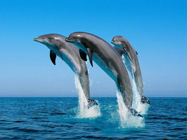 VIDEO emoţionant. Un grup de delfini, surprins în timpul unei &quot;ceremonii funerare&quot;